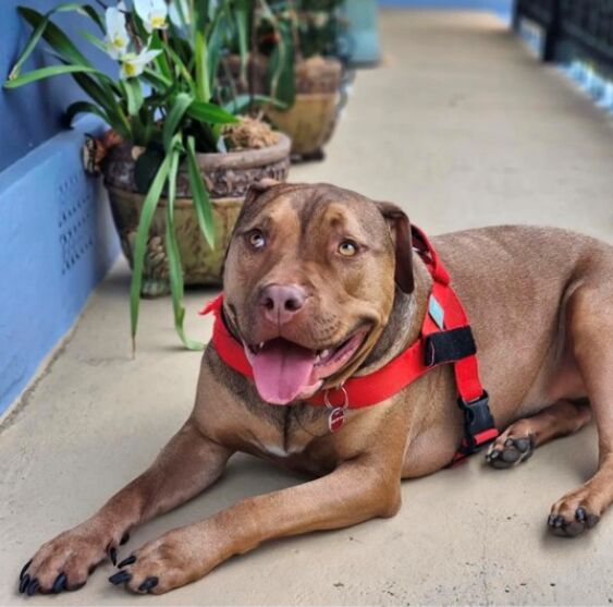 A Day in the Life of a Wildlife Rescue Volunteer image